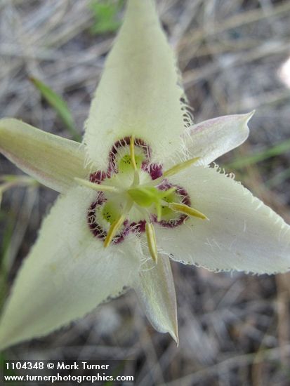 Calochortus lyallii