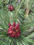 Ponderosa Pine male cones among mature needles