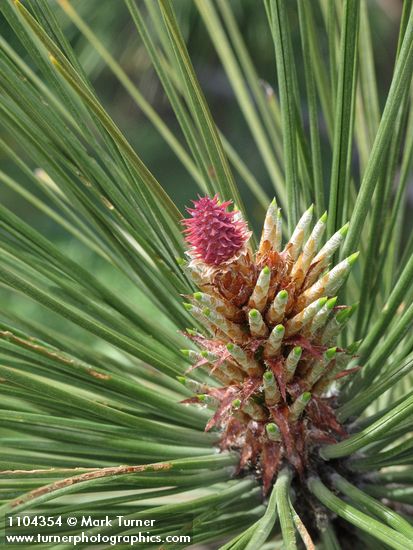 Pinus ponderosa