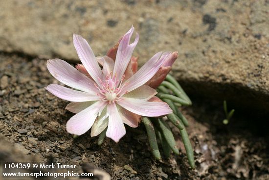 Lewisia rediviva