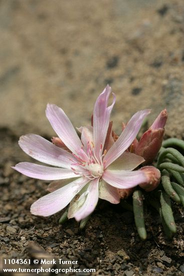 Lewisia rediviva
