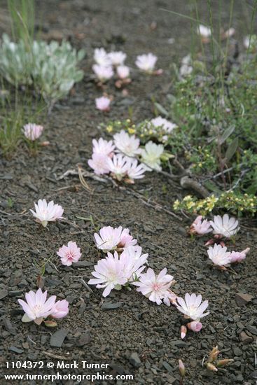 Lewisia rediviva