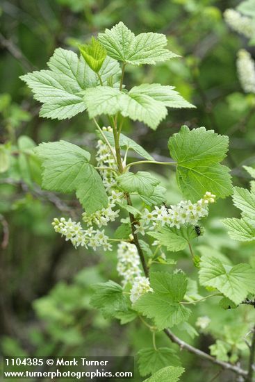 Ribes hudsonianum