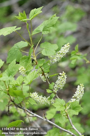 Ribes hudsonianum