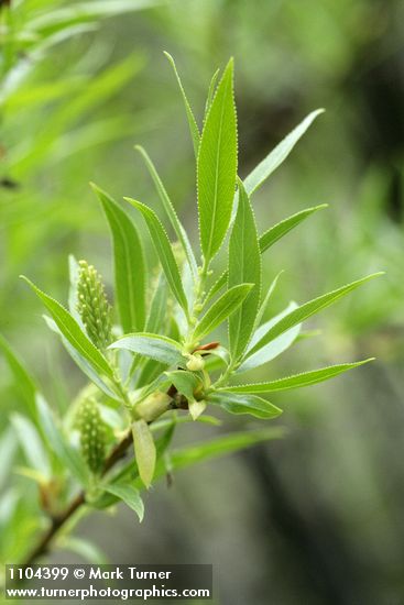 Salix lasiandra var. caudata (Salix lucida ssp. caudata)