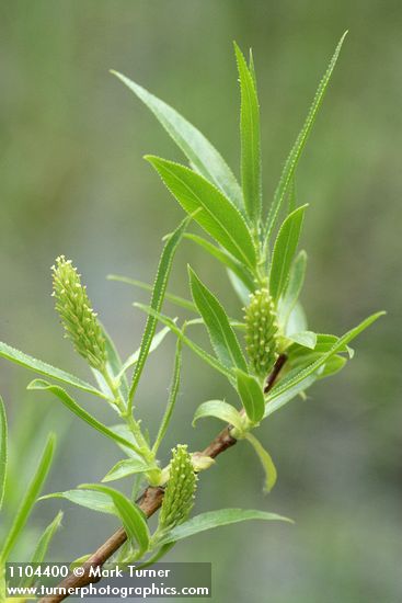 Salix lasiandra var. caudata (Salix lucida ssp. caudata)