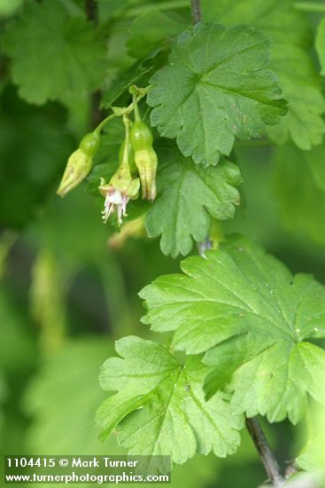 Ribes inerme
