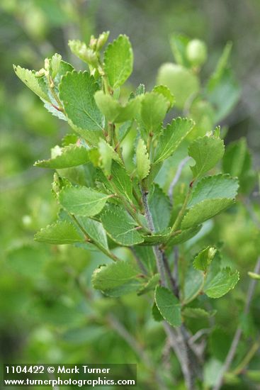Betula glandulosa