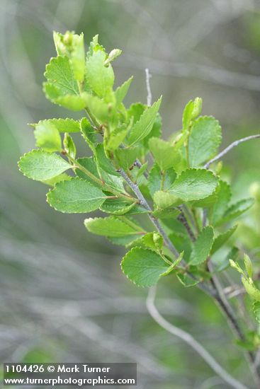 Betula glandulosa
