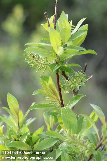 Salix bebbiana
