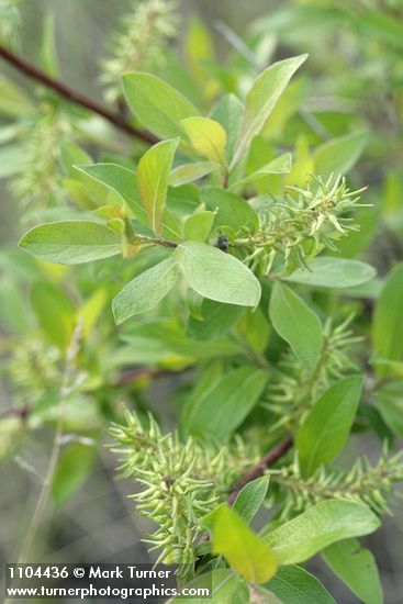 Salix bebbiana