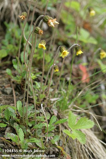Dryas drummondii