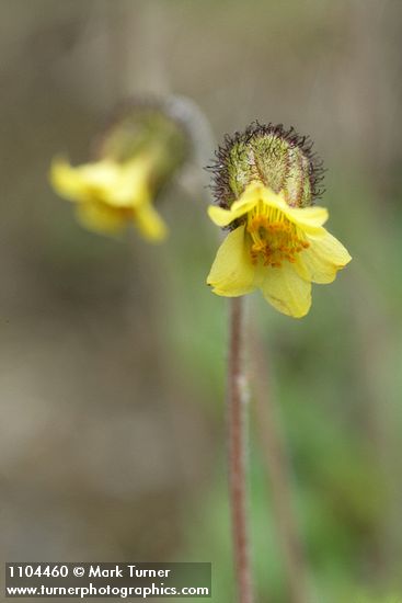 Dryas drummondii