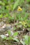 Drummond's Mountain Avens foliage