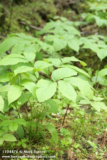 Aralia nudicaulis