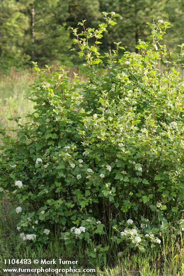 Physocarpus malvaceus