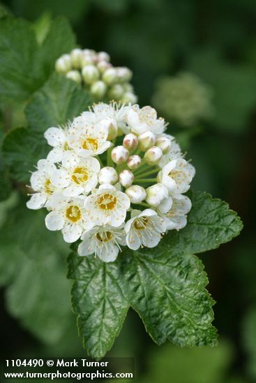 Physocarpus malvaceus