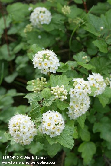 Physocarpus malvaceus