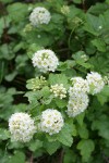 Mallow Ninebark blossoms & foliage