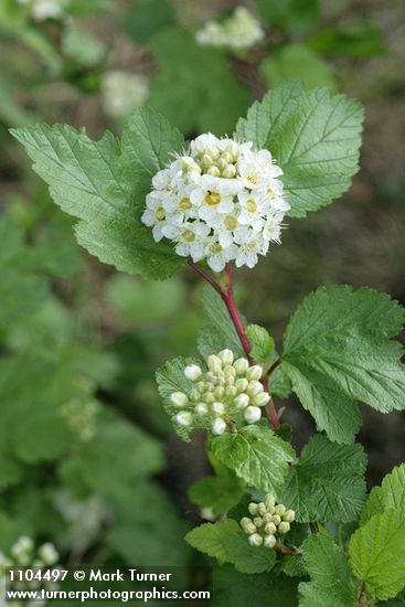 Physocarpus malvaceus