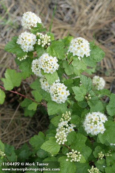 Physocarpus malvaceus