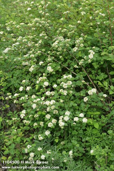 Physocarpus malvaceus