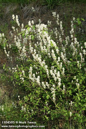 Ceanothus sanguineus
