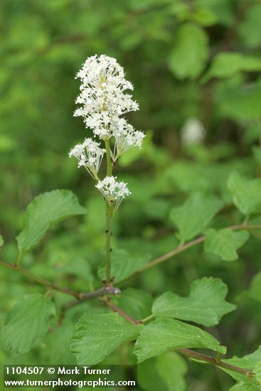 Ceanothus sanguineus