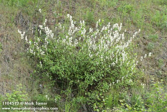 Ceanothus sanguineus