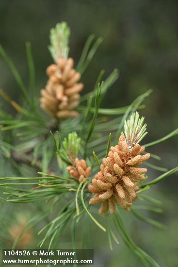 Pinus contorta