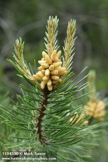Pinus contorta