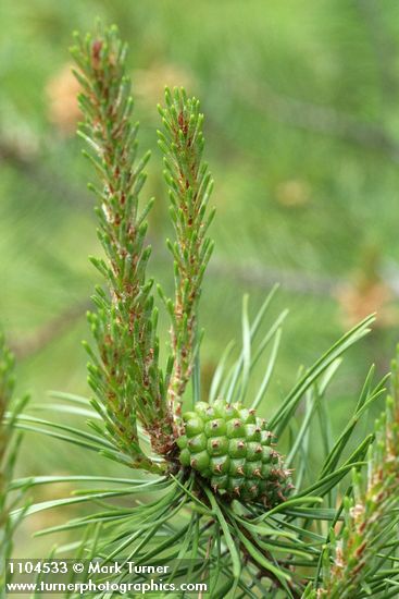 Pinus contorta