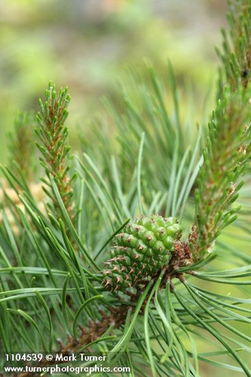 Pinus contorta