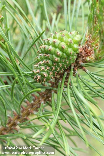 Pinus contorta