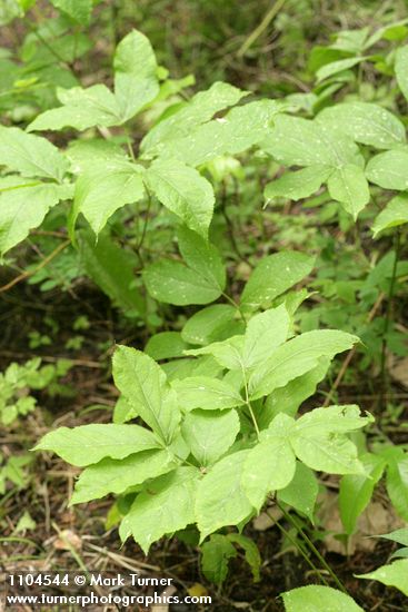 Aralia nudicaulis