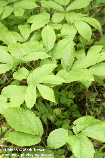 Aralia nudicaulis