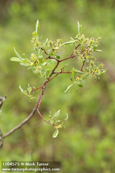 Salix geyeriana