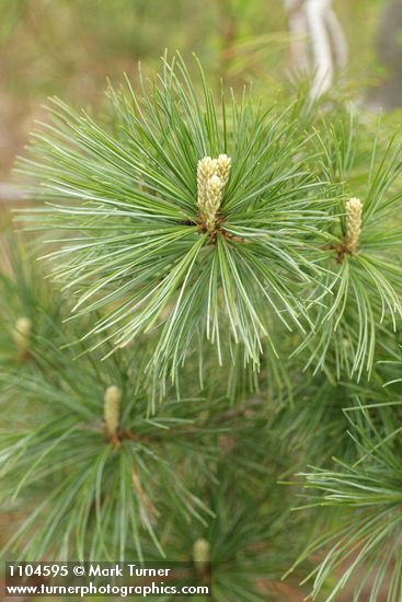 Pinus monticola