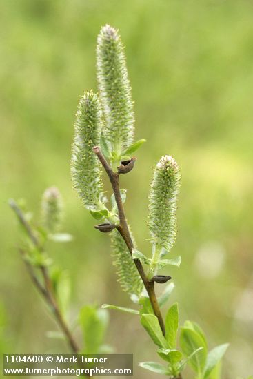 Salix commutata