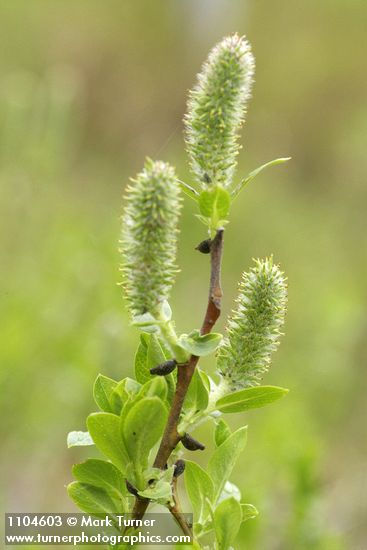 Salix commutata
