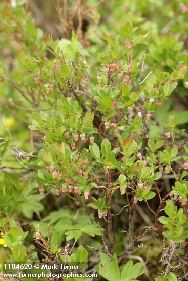 Vaccinium uliginosum