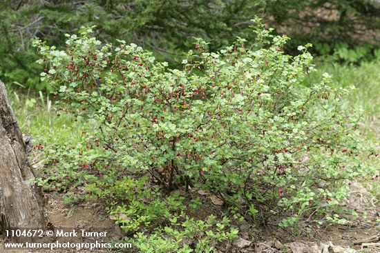 Ribes lobbii