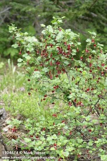Ribes lobbii