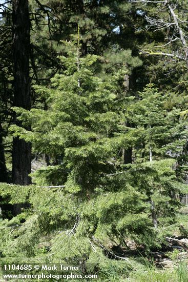 Abies concolor x A. grandis
