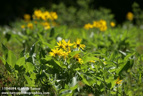 Balsamorhiza sagittata