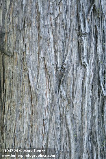 Juniperus occidentalis