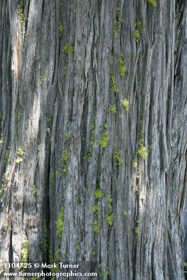 Juniperus occidentalis