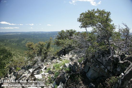 Cercocarpus ledifolius
