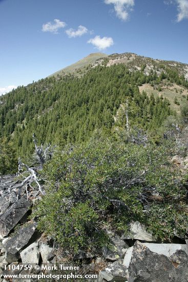 Cercocarpus ledifolius