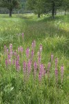 Eephant's Head Lousewort in wet swale